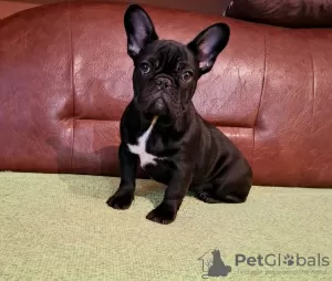 Additional photos: French bulldog puppies for sale