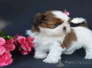 Photo №3. Registered Shih Tzu puppies. Greece