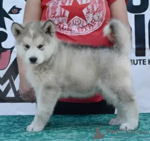 Photo №4. I will sell alaskan malamute in the city of Uzdin.  - price - negotiated