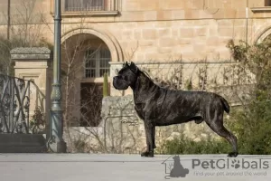 Additional photos: Cane corso puppies