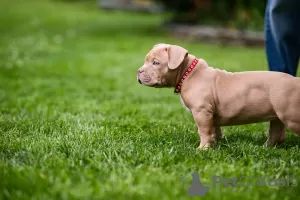 Photo №1. american bully - for sale in the city of Sarajevo | negotiated | Announcement № 105668