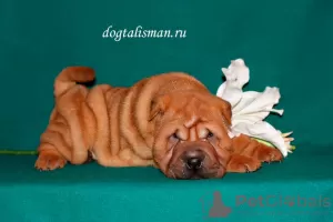 Photo №4. I will sell shar pei in the city of Tver. private announcement - price - 594$