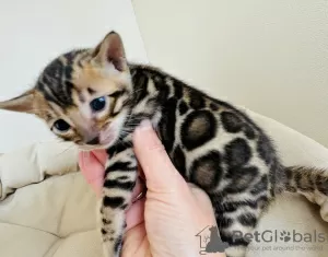 Photo №1. bengal cat - for sale in the city of Москва | 781$ | Announcement № 105196