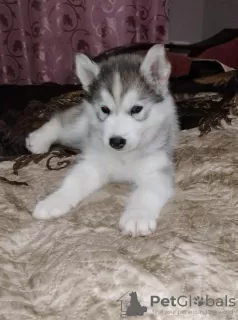 Additional photos: We offer for sale puppies of the Siberian Husky breed. From wonderful parents,