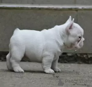 Photo №3. French bulldog puppy. France