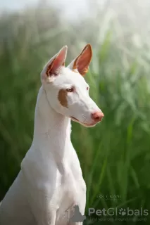 Photo №1. ibizan hound - for sale in the city of Vilnius | 2008$ | Announcement № 58787