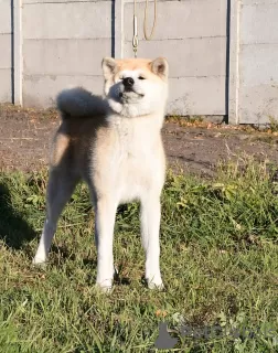 Photo №3. The kennel offers Akita Inu puppies. Ukraine