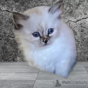 Photo №1. birman - for sale in the city of Mâcon | 687$ | Announcement № 82843