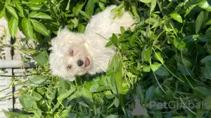 Additional photos: Maltese puppies for sale 3 months old