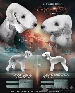 Photo №2 to announcement № 106821 for the sale of bedlington terrier - buy in Russian Federation private announcement