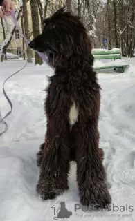 Photo №3. Lovely Teen Afghan Hound!. Russian Federation