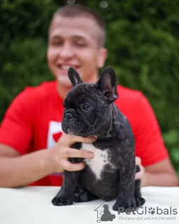 Photo №1. french bulldog - for sale in the city of Aachen | 380$ | Announcement № 128712