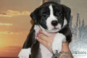 Additional photos: American Staffordshire Terrier puppies