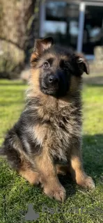 Additional photos: Beautiful German Shepherd puppies for Europe for sale!