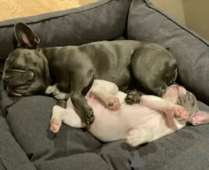 Additional photos: french bulldog puppies