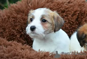 Photo №4. I will sell jack russell terrier in the city of Kherson. private announcement - price - negotiated