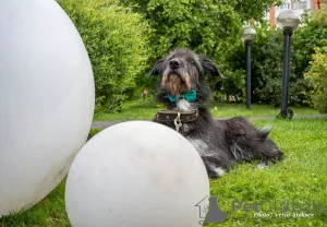 Photo №1. giant schnauzer - for sale in the city of Москва | Is free | Announcement № 7899