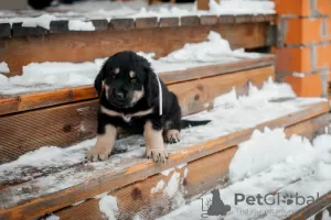 Additional photos: Puppies Khotosho (Buryat Dog) kennel Heritage of Buryatia