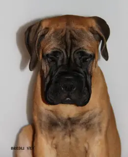 Additional photos: Chic puppies bullmastiff