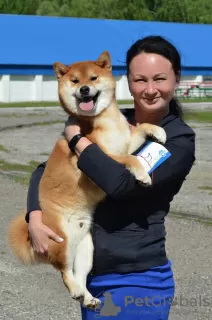 Additional photos: Shiba Inu puppies for breeding and family