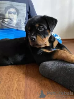 Additional photos: Purebred Rottweiler puppies