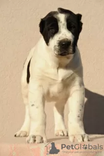 Photo №3. Central Asian Shepherd Dog puppies. Serbia