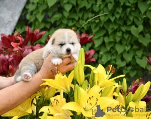 Additional photos: Akita inu puppies