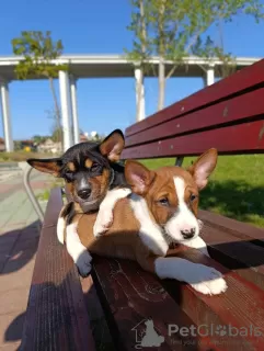 Additional photos: Basenji puppies for sale