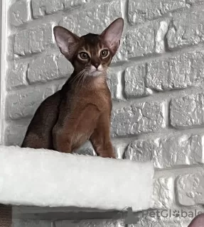 Photo №2 to announcement № 52262 for the sale of abyssinian cat - buy in Belarus from nursery