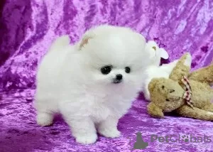 Photo №1. pomeranian - for sale in the city of Passau | 370$ | Announcement № 103858