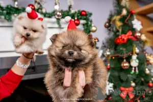 Additional photos: Pomeranian puppies of the highest pedigree