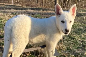 Photo №3. White German Shepherd puppies. United States