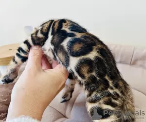 Additional photos: Bengal kittens