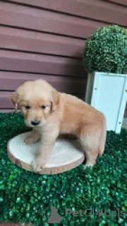 Photo №2 to announcement № 124072 for the sale of golden retriever - buy in Finland private announcement