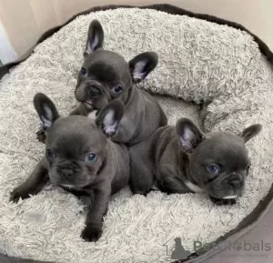 Photo №3. English and French bulldog puppies available. Germany