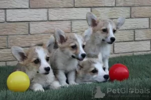 Photo №1. welsh corgi - for sale in the city of Bačka Topola | 581$ | Announcement № 116916