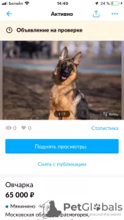 Photo №4. I will sell german shepherd in the city of Москва. breeder - price - 672$