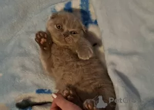 Additional photos: british shorthair kittens