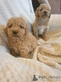 Additional photos: Apricot poodle puppies