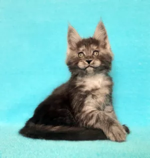 Photo №2 to announcement № 6266 for the sale of maine coon - buy in Russian Federation from nursery