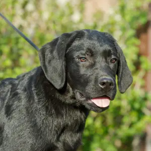 Additional photos: Labrador Retriever Puppies