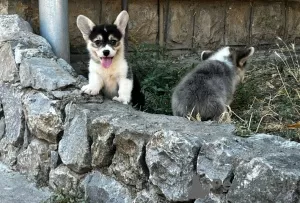 Additional photos: Welsh Corgi Pembroke puppies