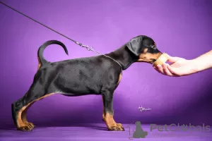 Additional photos: Doberman puppies