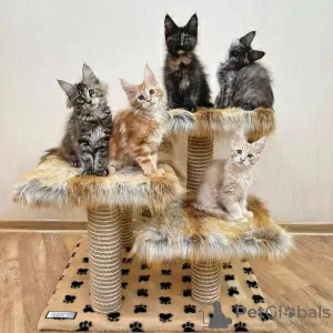 Photo №1. maine coon - for sale in the city of Антверпен | Is free | Announcement № 116287