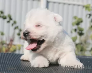 Additional photos: West Highland White Terrier puppies girls