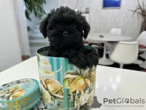 Additional photos: Pedigree puppies