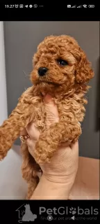 Additional photos: Toy poodle puppies for families