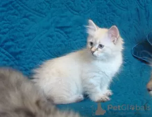 Photo №1. siberian cat - for sale in the city of Нудур | 485$ | Announcement № 15651