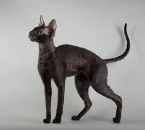 Photo №1. Mating service - breed: cornish rex. Price - 595$