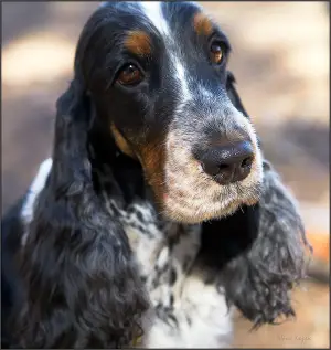 Additional photos: English Cocker Spaniel